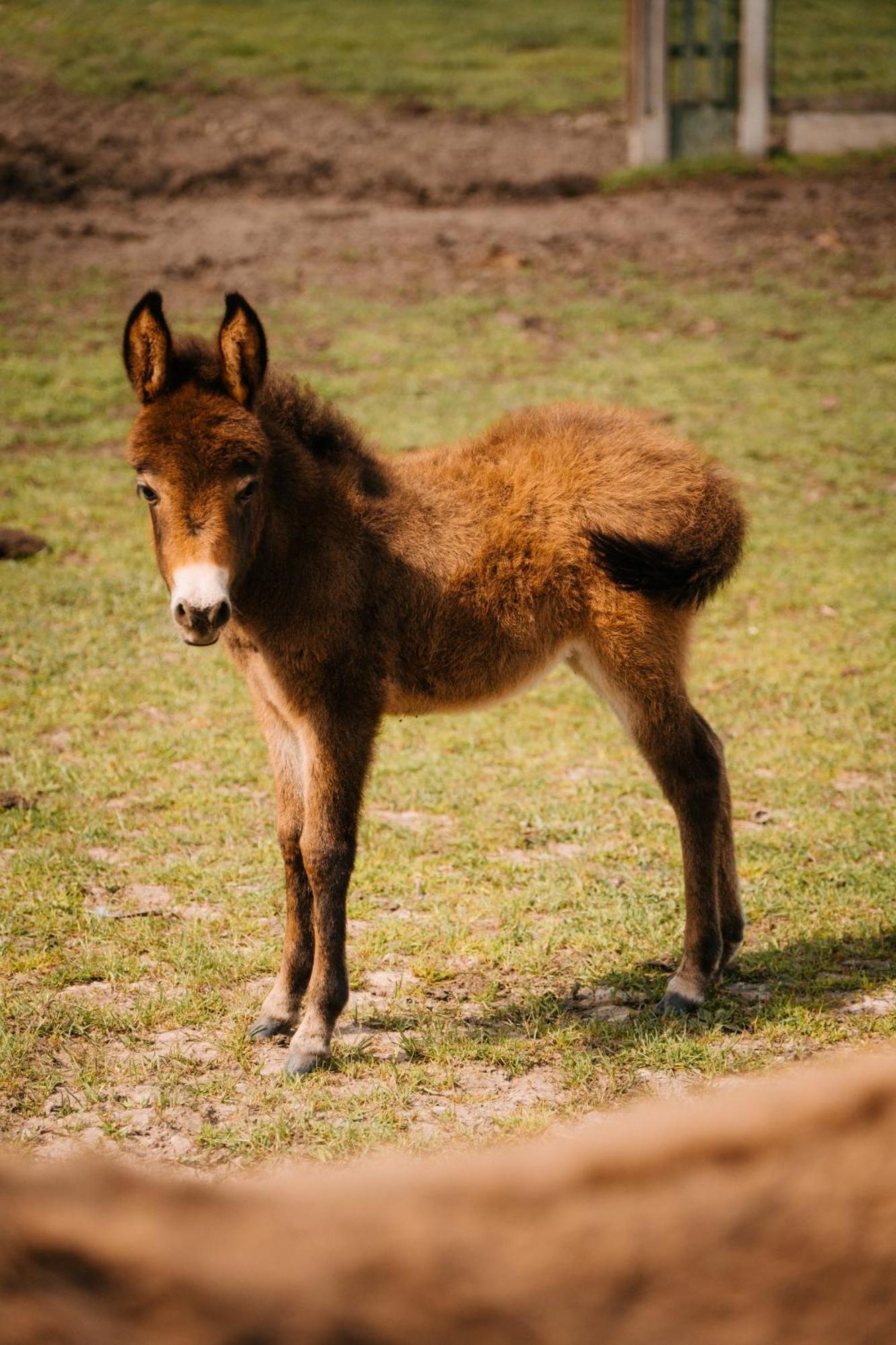 Palac Srodka Chrzypsko Wielkie Dış mekan fotoğraf
